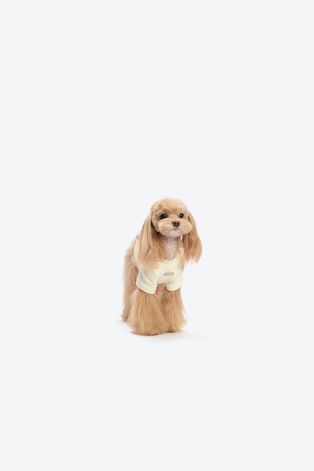 Marzo 베어 반려동물 티셔츠 베이지 면 혼방 상세 이미지 5