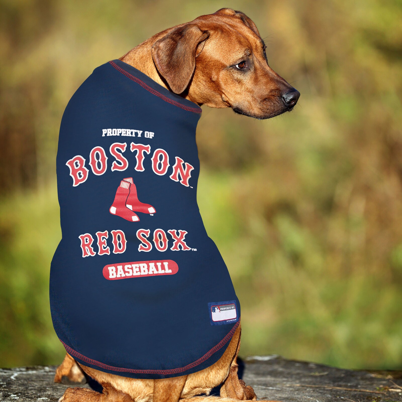 Boston Red Sox 펫 티셔츠 상세 이미지 4