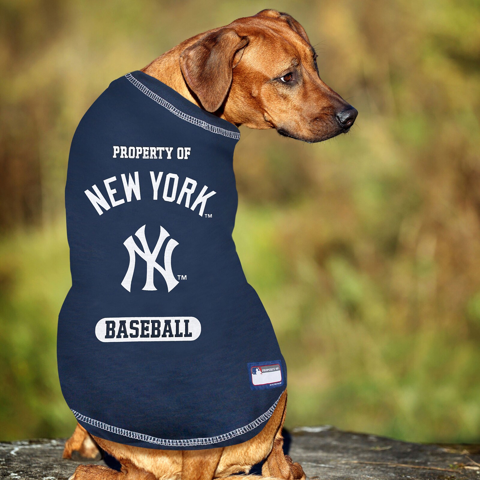 New York Yankees 반려동물 티셔츠 상세 이미지 4