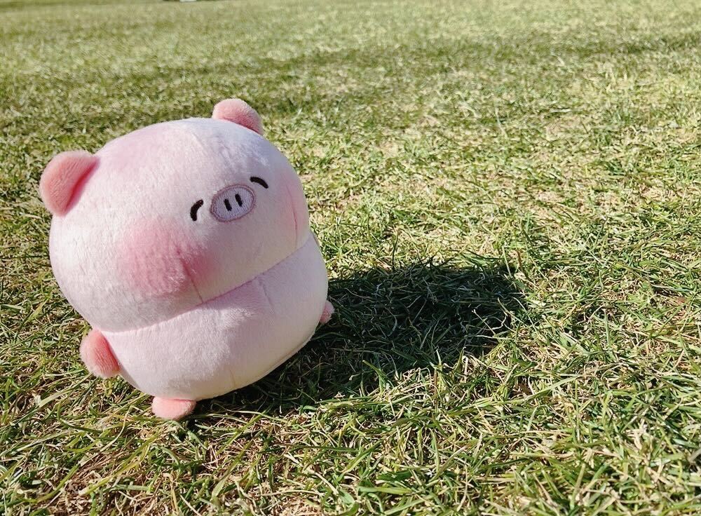 (Goods - Plush) Potepote Kobuta-chan 손바닥 크기 봉제인형 상세 이미지 3
